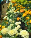 flower-show-2012 (20)